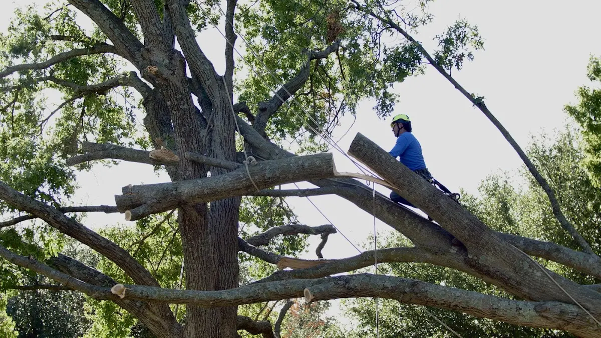 Professional Crown Thinning performed by certified arborists in Anamosa
