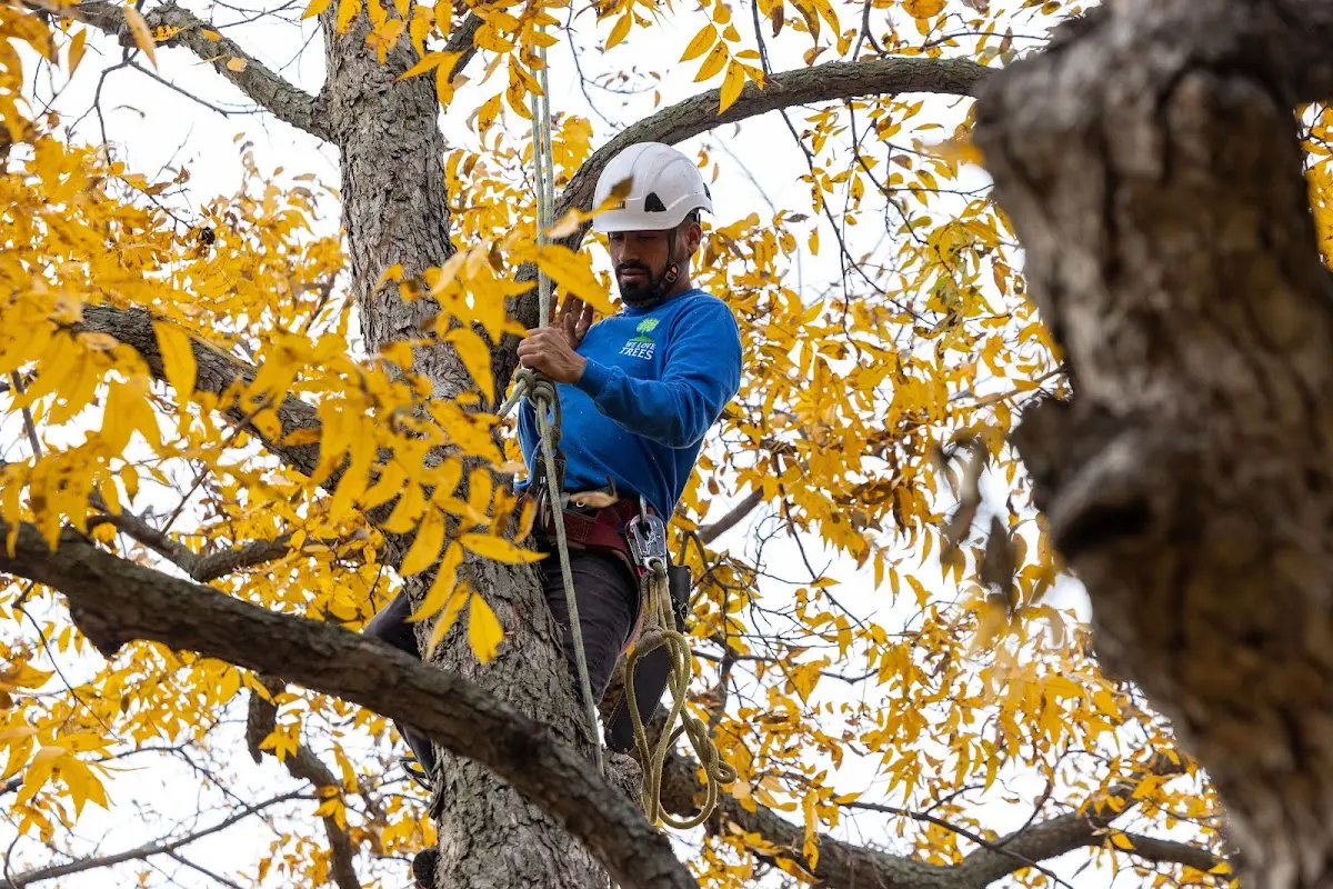 Skilled Tree Pruning crew working in Anamosa