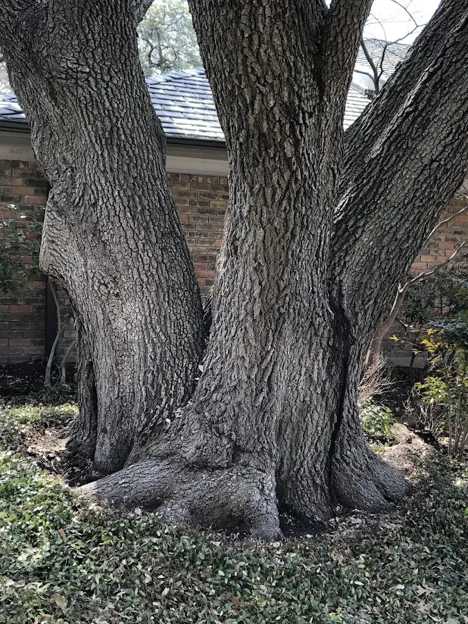 Mature heritage tree close to a Anamosa property cared for by certified arborists